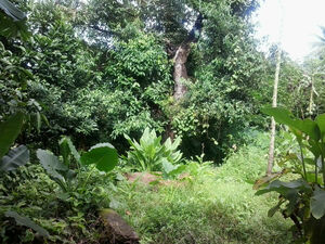 Residential Land For Sale In La Plaine