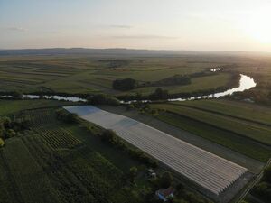 Blueberry Plantation Pancevo-Banatski Brestovac