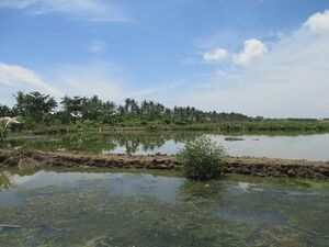 3 to 5 hectares fishpond for sale in Roxas City.