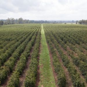 Large Coffee Farm for Sale