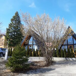 Two eco log cabins A-frame Centar-Zlatibor