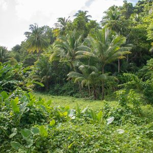 Land For Sale At Rosalie Estate, Dominica