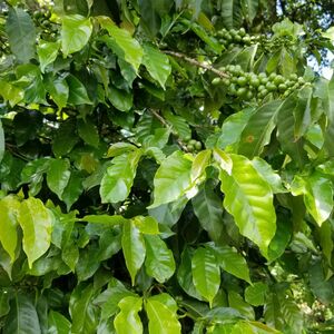 4000 Acres Coffee farm for sale in kiambu County Kenya 