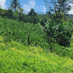 2 Acres of Prime Land situated in the Caribbean