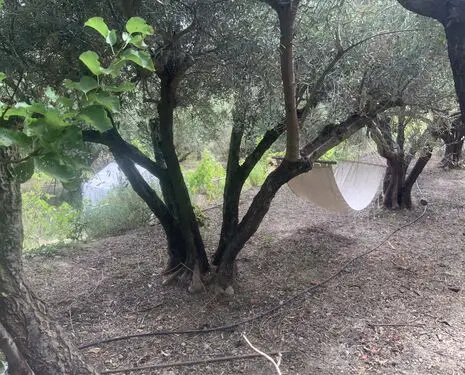 Terrace with olives