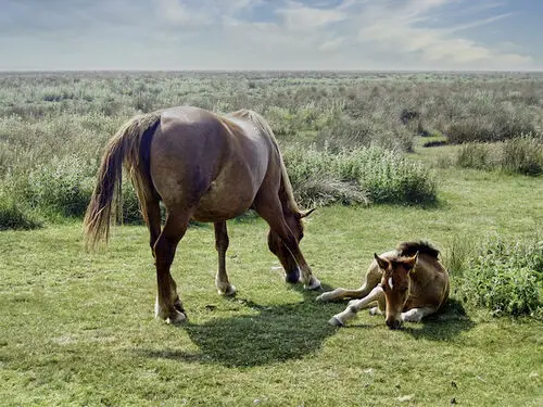 Ponies on the Marsh