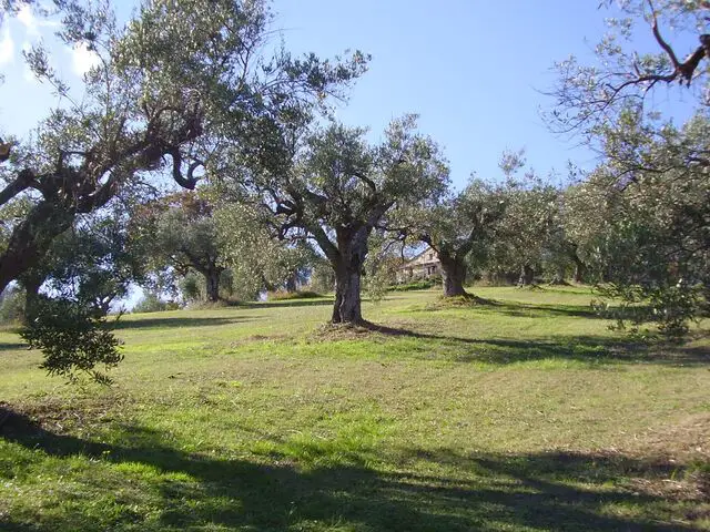 Our pruned treees