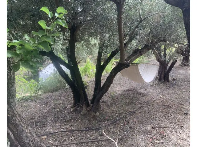 Terrace with olives